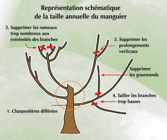 installez-votre-verger-de-manguiers-agripedia